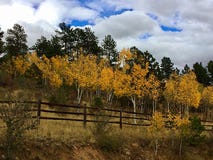 Beautiful Colorado aspen trees royalty free stock images Beautiful Colorado aspen trees royalty free stock images