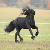 Gorgeous friesian stallion running stock photography Gorgeous friesian stallion running stock photography