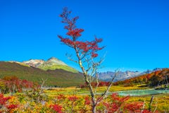 Gorgeous Landscape Of Patagonia`s Tierra Del Fuego National Park Royalty Free Stock Images