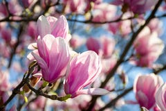Gorgeous Magnolia Flowers On A Blue Sky Background Stock Image Gorgeous Magnolia Flowers On A Blue Sky Background Stock Image