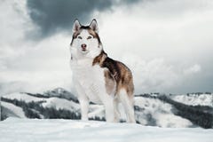 Gorgeous Siberian Husky dog standing on top of mountain next to cliff stock photography Gorgeous Siberian Husky dog standing on top of mountain next to cliff stock photography