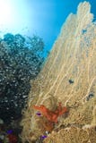 Gorgonian Fan Coral With Red Sponge. Royalty Free Stock Images Gorgonian Fan Coral With Red Sponge. Royalty Free Stock Images