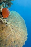 Gorgonian Fan Coral With Red Sponge. Royalty Free Stock Images Gorgonian Fan Coral With Red Sponge. Royalty Free Stock Images