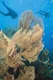 Gorgonian Fan Coral With Scuba Divers. Stock Photo