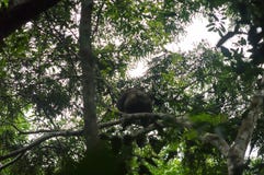Gorila de planície ocidental em uma árvore, floresta úmida africana ocidental, parque nacional de Conkouati-Douli, Congo fotografia de stock Gorila de planície ocidental em uma árvore, floresta úmida africana ocidental, parque nacional de Conkouati-Douli, Congo fotografia de stock