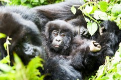 Gorila na reserva de Virunga, Ruanda imagens de stock Gorila na reserva de Virunga, Ruanda imagens de stock