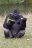 Gorilla Royalty Free Stock Image Gorilla Royalty Free Stock Image