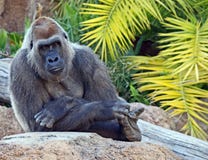 Gorilla Royalty Free Stock Image