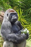 Gorilla Stock Images