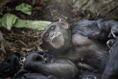 gorilla imagens de stock gorilla imagens de stock