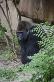 Gorilla di pianura occidentale immagini stock Gorilla di pianura occidentale immagini stock