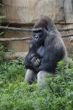 Gorilla di pianura occidentale immagini stock Gorilla di pianura occidentale immagini stock