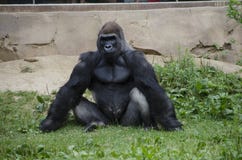 Gorilla di pianura occidentale in zoo fotografia stock libera da diritti Gorilla di pianura occidentale in zoo fotografia stock libera da diritti