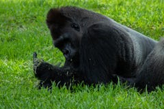 Gorilla Lying sur l'estomac avec la nourriture à disposition photos stock Gorilla Lying sur l'estomac avec la nourriture à disposition photos stock