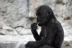 Gorillababy lizenzfreie stockfotos Gorillababy lizenzfreie stockfotos