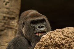 Gorillan arkivfoto Gorillan arkivfoto
