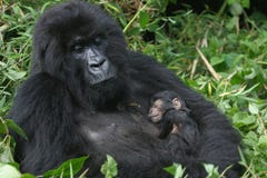 Gorille de montagne, Rwanda photo libre de droits Gorille de montagne, Rwanda photo libre de droits