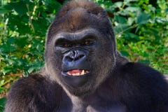 Gorille de plaine occidentale masculin de Silverback image stock Gorille de plaine occidentale masculin de Silverback image stock
