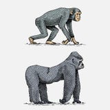 Gorille occidental ou de montagne et animaux sauvages tirés par la main et gravés de chimpanzé dans le vintage ou rétro style, Af Photos libres de droits Gorille occidental ou de montagne et animaux sauvages tirés par la main et gravés de chimpanzé dans le vintage ou rétro style, Af Photos libres de droits