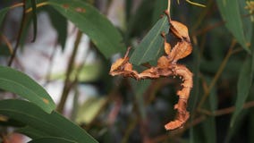 GOSFORD,NSW, AUST- JUL, 2, 2014: spiny leaf insect