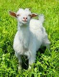 Gosse animal Gosse animal