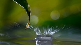 Gota da precipitação nas folhas verdes fotos de stock Gota da precipitação nas folhas verdes fotos de stock