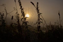 Gota do orvalho em uma linha da aranha durante o nascer do sol calmo foto de stock Gota do orvalho em uma linha da aranha durante o nascer do sol calmo foto de stock