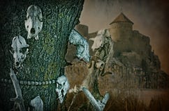 Gotiska skallar på en bakgrund en gammal fästning Royaltyfri Foto Gotiska skallar på en bakgrund en gammal fästning Royaltyfri Foto