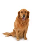 Gouden Retriever stock afbeeldingen Gouden Retriever stock afbeeldingen
