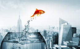 Goudvis die uit het water springt stock afbeeldingen Goudvis die uit het water springt stock afbeeldingen