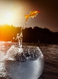 Goudvis die uit het water springt stock afbeeldingen Goudvis die uit het water springt stock afbeeldingen