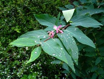 Gouttes de pluie sur de belles feuilles vertes d'une usine photo libre de droits Gouttes de pluie sur de belles feuilles vertes d'une usine photo libre de droits