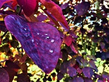 Gouttes de pluie sur des feuilles photos stock Gouttes de pluie sur des feuilles photos stock