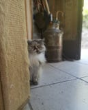 Gr? f?rgperserkatt royaltyfria bilder Gr? f?rgperserkatt royaltyfria bilder