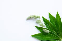 Gr?n leaf p? en vit bakgrund arkivbilder Gr?n leaf p? en vit bakgrund arkivbilder