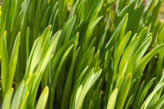 gr?n textur f?r gr?s abstrakt sikt f?r textur f?r park f?r lawn f?r green f?r bakgrundsstadsgr?s arkivfoto gr?n textur f?r gr?s abstrakt sikt f?r textur f?r park f?r lawn f?r green f?r bakgrundsstadsgr?s arkivfoto