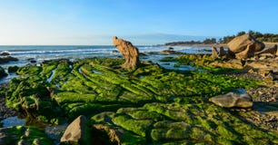 Gr?na alger p? en vagga i mitt av havet royaltyfri fotografi Gr?na alger p? en vagga i mitt av havet royaltyfri fotografi
