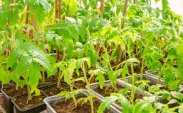 Gr?na unga tomatv?xter som inomhus v?xer i plast- beh?llare royaltyfria bilder Gr?na unga tomatv?xter som inomhus v?xer i plast- beh?llare royaltyfria bilder