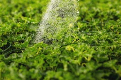 Gr?ne Bl?tter unter dem Wasserstrom im Garten Abschluss oben lizenzfreie stockfotografie Gr?ne Bl?tter unter dem Wasserstrom im Garten Abschluss oben lizenzfreie stockfotografie