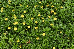 Gr?nes Gras mit kleinen gelben Blumen in der Ansicht von oben lizenzfreie stockbilder Gr?nes Gras mit kleinen gelben Blumen in der Ansicht von oben lizenzfreie stockbilder