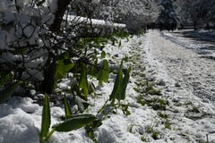 Gr?s i snowen arkivfoton Gr?s i snowen arkivfoton
