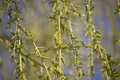 Gr?ta Willow Seeds In The Spring Tid royaltyfri foto Gr?ta Willow Seeds In The Spring Tid royaltyfri foto