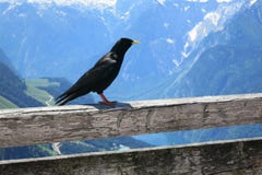 Gracchio alpino o graculus dal becco giallo di Pyrrhocorax del chough immagine stock libera da diritti Gracchio alpino o graculus dal becco giallo di Pyrrhocorax del chough immagine stock libera da diritti