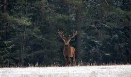 Graceful Deer Stag An Adult Male With Beautiful Horns Against The Backdrop Of Green Winter Pine Forest, With Snow-Covered Fo royalty free stock photos Graceful Deer Stag An Adult Male With Beautiful Horns Against The Backdrop Of Green Winter Pine Forest, With Snow-Covered Fo royalty free stock photos