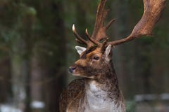 Graceful doe. Deer on a background of a winter forest. stock photo Graceful doe. Deer on a background of a winter forest. stock photo