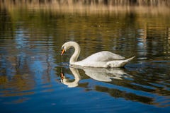 Graceful white mute swan swimming in a blue lake royalty free stock image Graceful white mute swan swimming in a blue lake royalty free stock image
