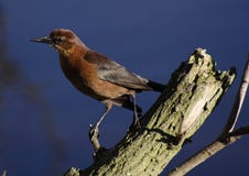 Grackle! Stock Images
