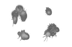 Graffiti liquid blots sprayed on white isolated background stock photo Graffiti liquid blots sprayed on white isolated background stock photo
