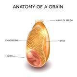 Grain anatomy