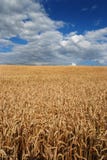 Grain Field Royalty Free Stock Image